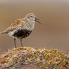 Jespak obecny - Calidris alpina - Dunlin 5956